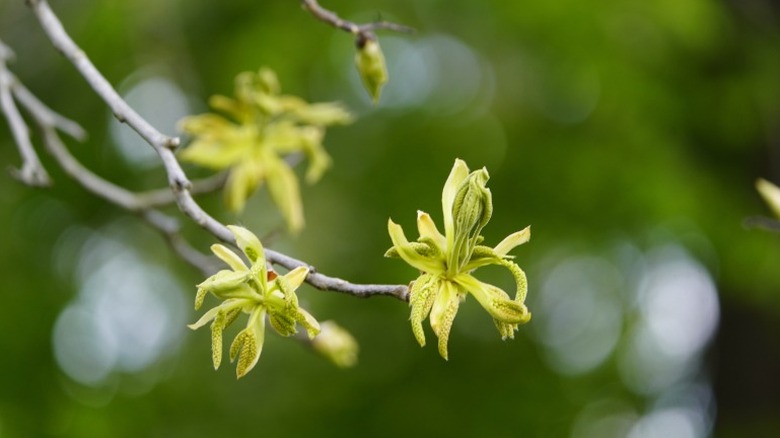 The flower of a shagbark hickory tree