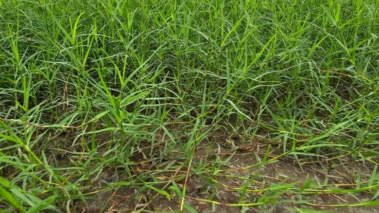 Bermuda grass overgrown in lawn