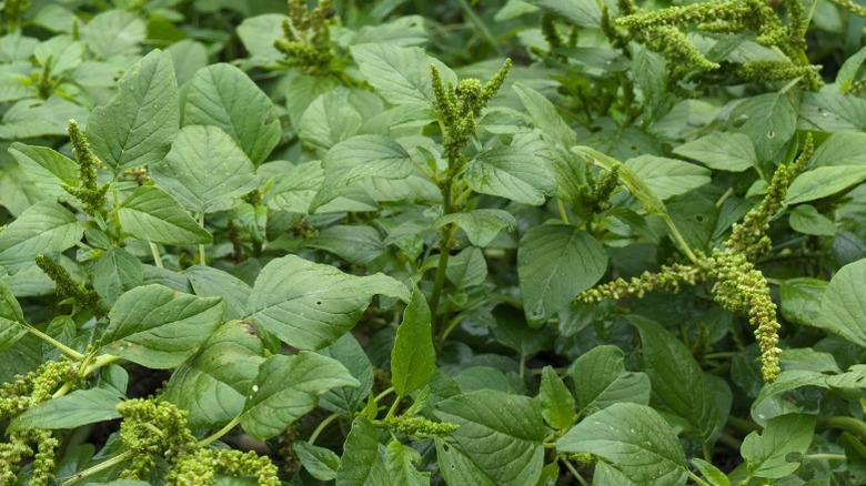Thick growth of pigweed leaves with green flowers