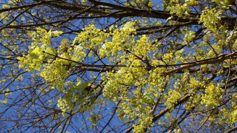 Maple branch with pollen-filled flowers