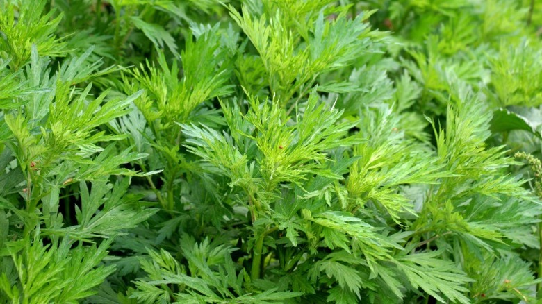 Lush bush of wormwood leaves
