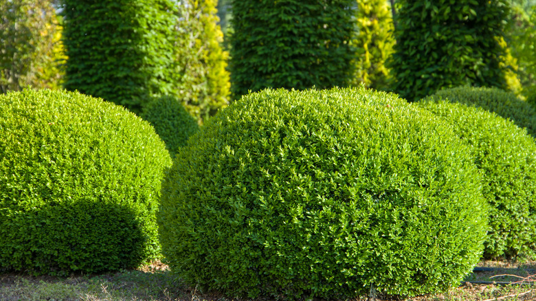 Closeup of boxwood shrubs shaped like spheres