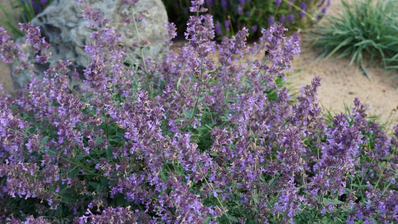 Catmint bush with purple blooms