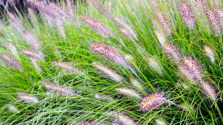 Closeup of Chinese fountaingrass