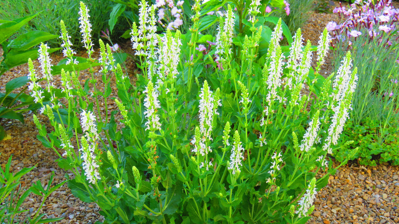 Closeup of a coastal sweetpepperbush shrub