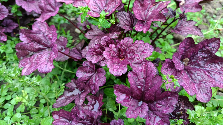 Closeup of a coral bells shrub