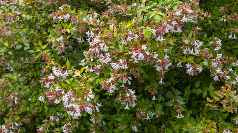 Abelia shrub with small white blooms