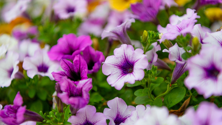 Closeup of pink and purple blooms on a petunia plant