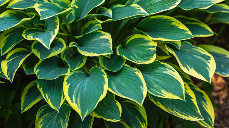 Closeup of a plantain lily plant