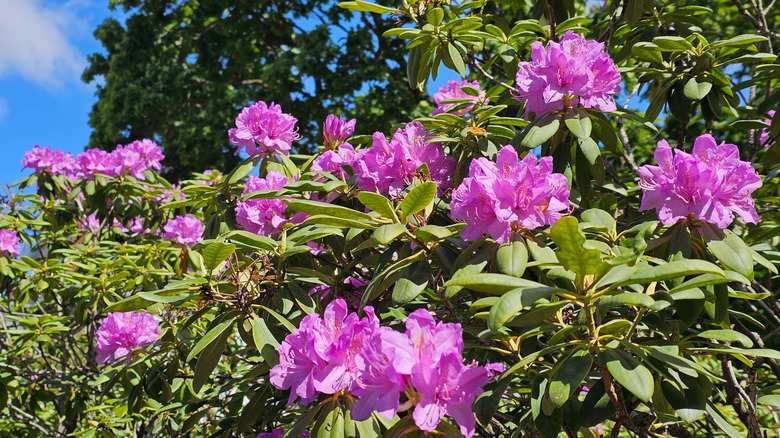 Closeup of pink rhododendrons blooms