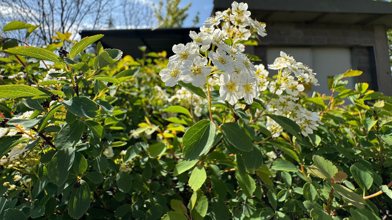 Closeup of a spirea shrub with white blooms