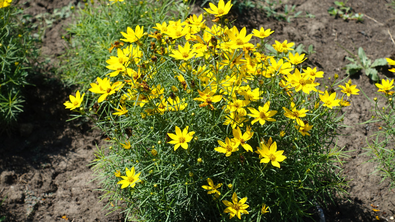 Whorled tickseed plant with yellow blooms