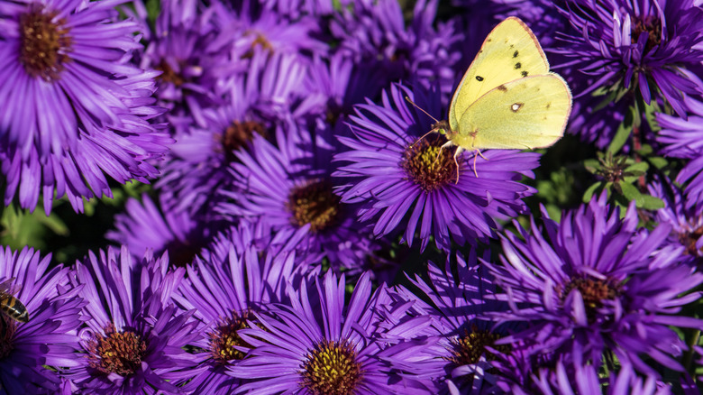 Purple aster flowers being pollinated by a butterfly