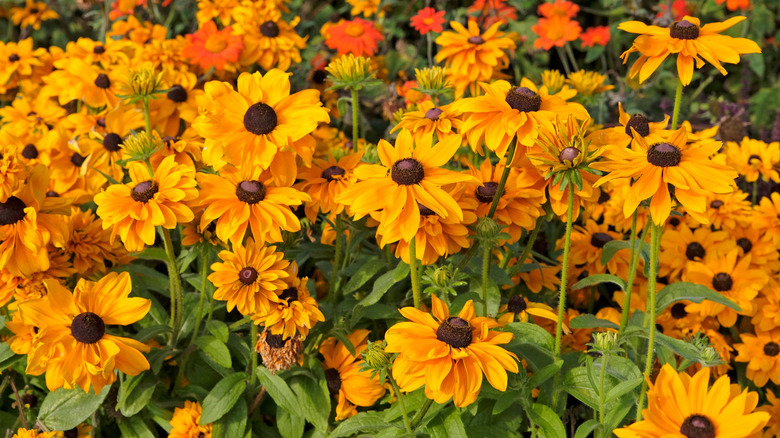 Densely planted black-eyed Susans in full bloom