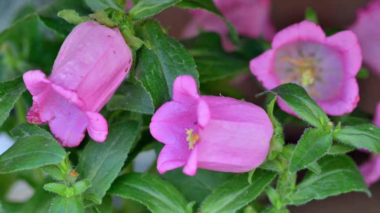 Pink bellflowers in bloom