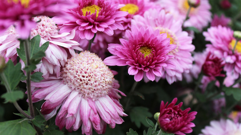 Pink chrysanthemum flowers, some of which are fully open and ready for deadheading