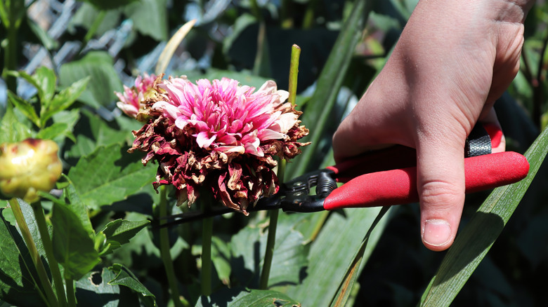 Close-up of a gardener deadheading a spent dahlia flower