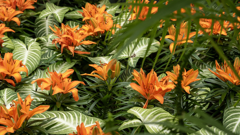 Orange daylilies in bloom