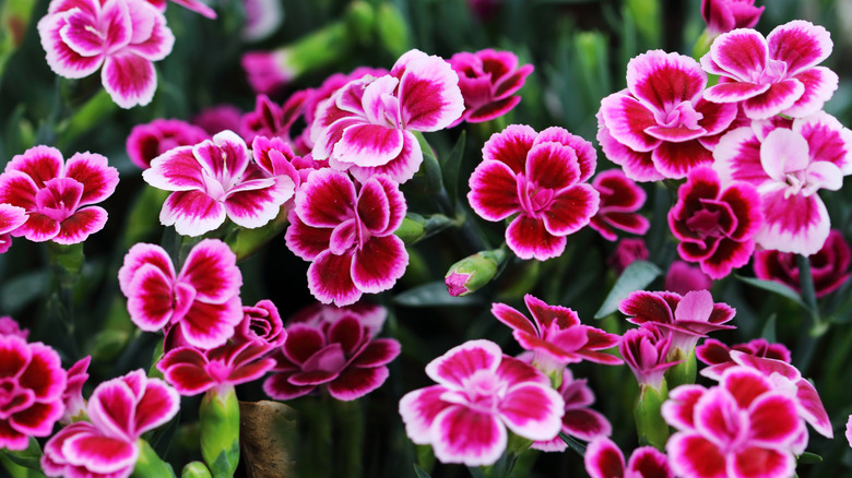 Radiant pink dianthus flowers in bloom, some tipped with white