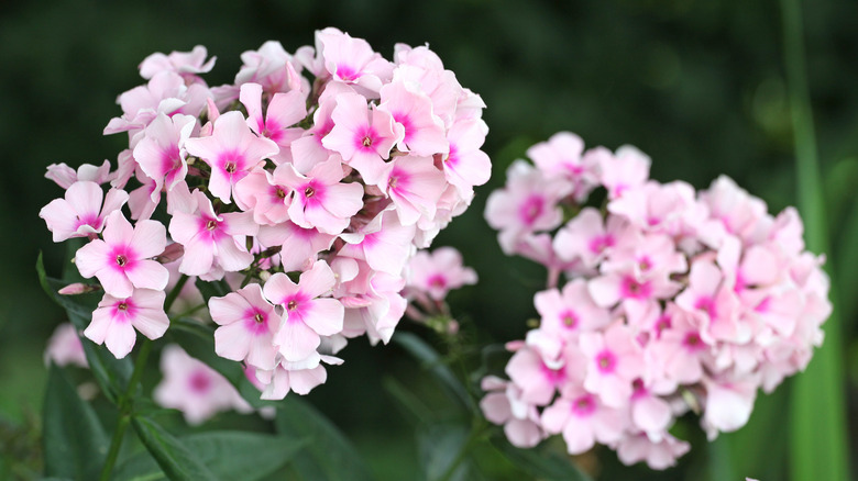 Pink and white garden phlox in bloom