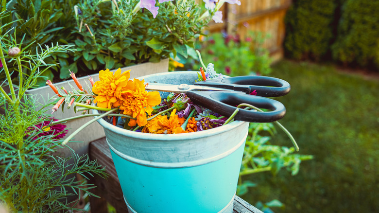 Spent flowers in a bucket after deadheading in a garden