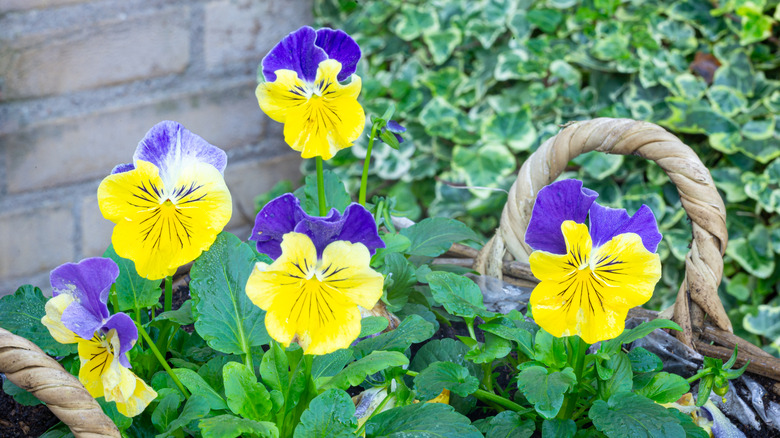 Pansies with yellow and purple flowers