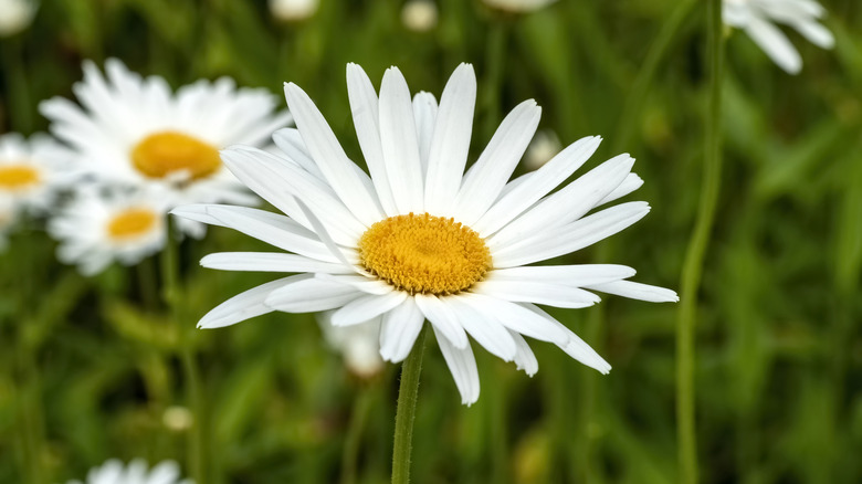 A close-up of a beautiful yellow-hearted, white-petaled shasta daisy flower
