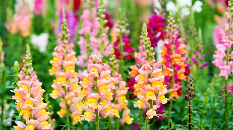Multi-colored snapdragons blooming in a garden