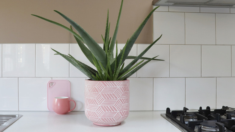 Aloe vera on kitchen counter