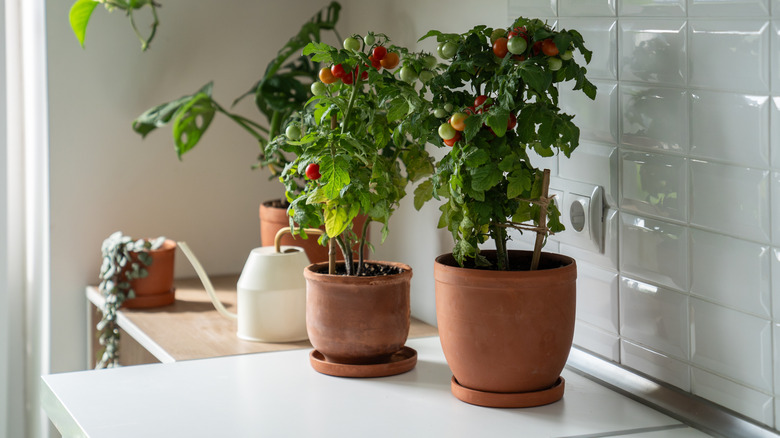 Countertop cherry tomatoes