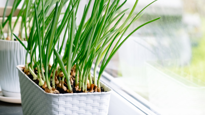 Green onions on countertop in kitchen