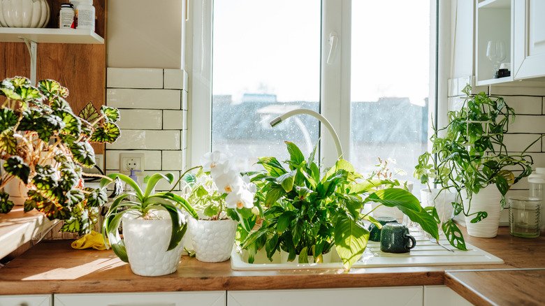 Plants on kitchen counter