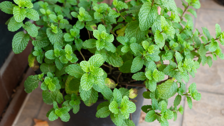 A mint plant in a pot