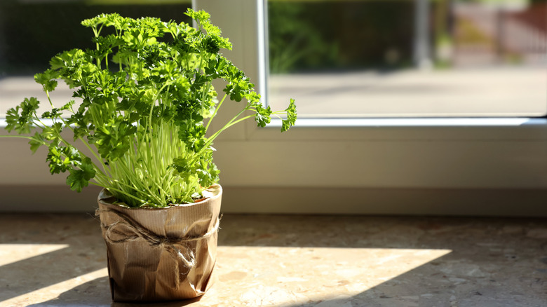 Parsley in a pot in a windowsill
