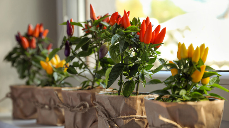 Red pepper plant in kitchen