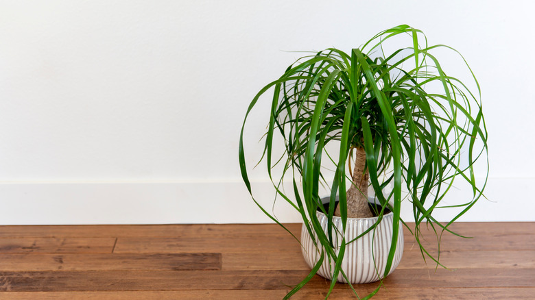 A ponytail palm plant in a pot