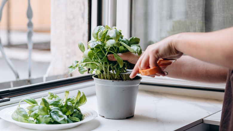Perrson cutting potted basil in kitchen