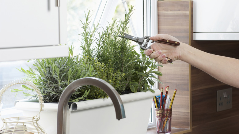 Woman cutting rosemary in kitchen