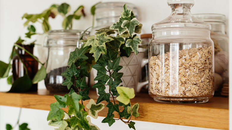 Trailing ivy on an open shelf in the kitchen