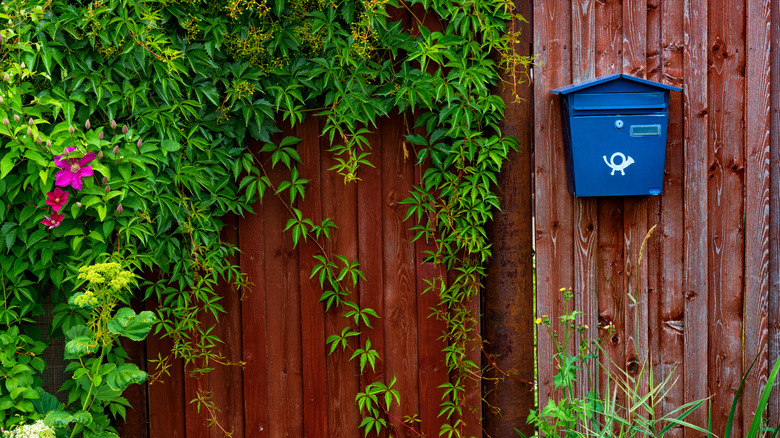 Plant species near mailbox
