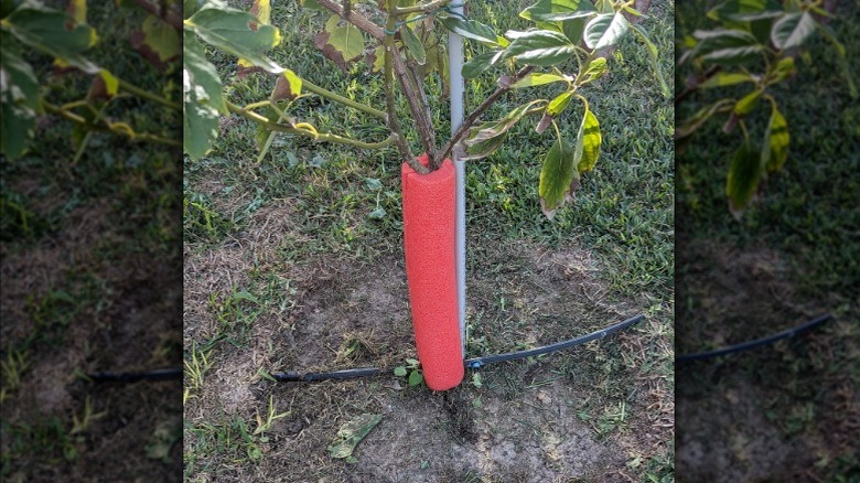 Pool noodle at the base of a plant