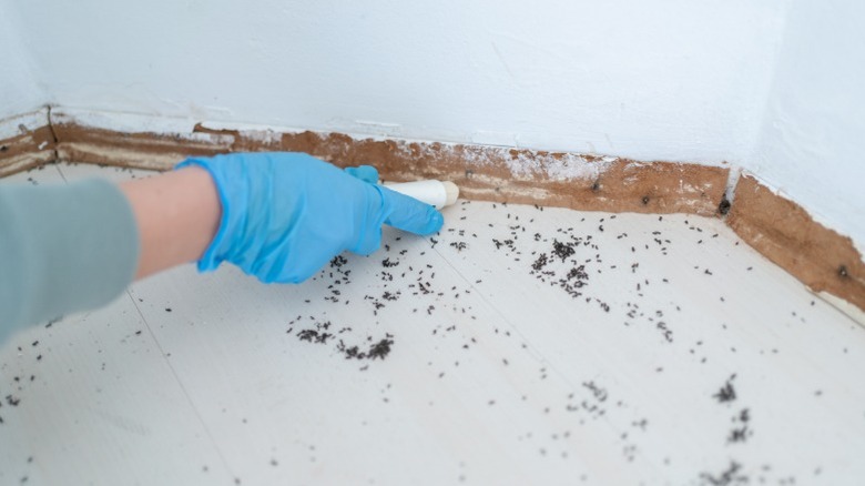 Applying chalk to deter or kill ants