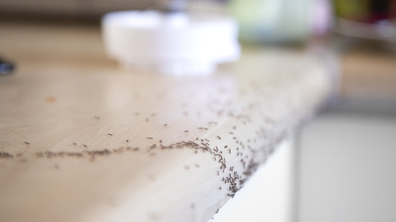 Many ants on a kitchen counter