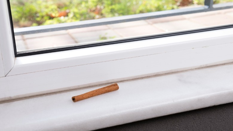 Cinnamon stick on windowsill as deterrent