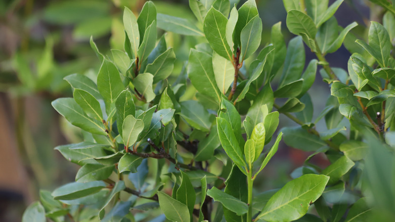 Bay laurel planted in garden