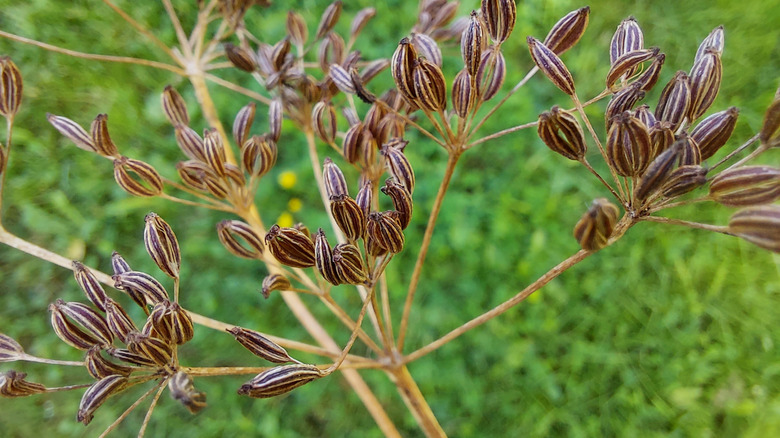 Ripe cumin on caraway plant