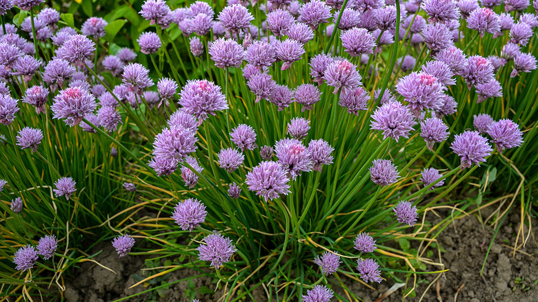 Purple flowers on chive plants blooming in garden