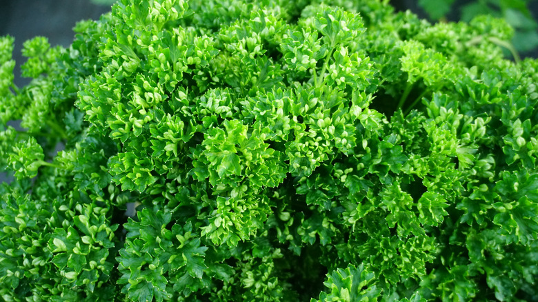 Curley-leaved parsley growing in garden