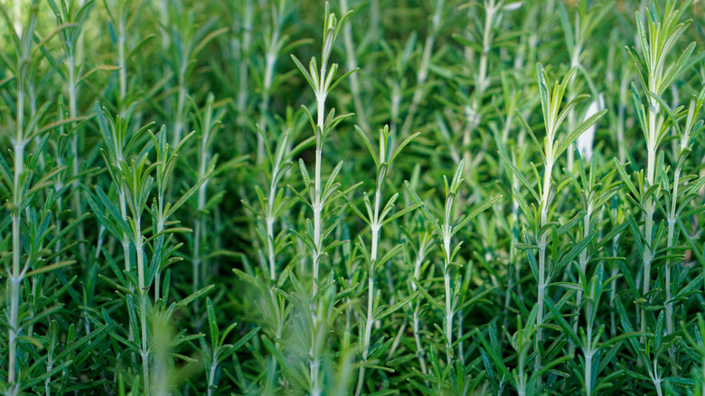 French tarragon growing in garden