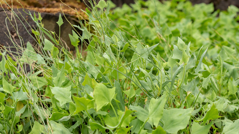 Garden sorrel growing in garden